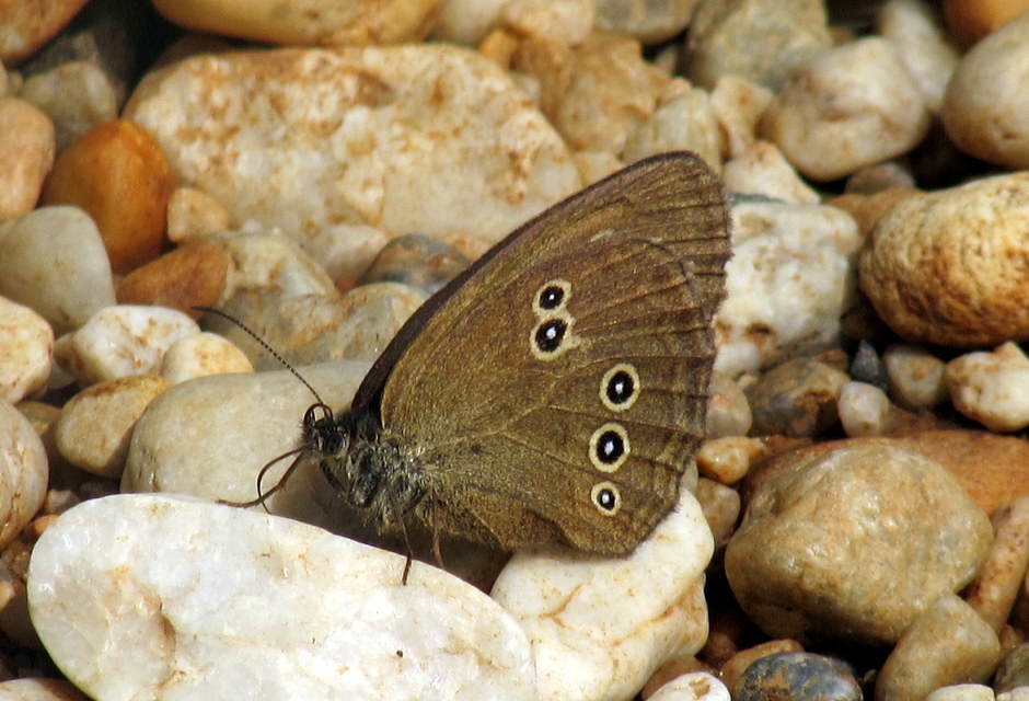 Aphantopus hyperanthus - közönséges ökörszemlepke