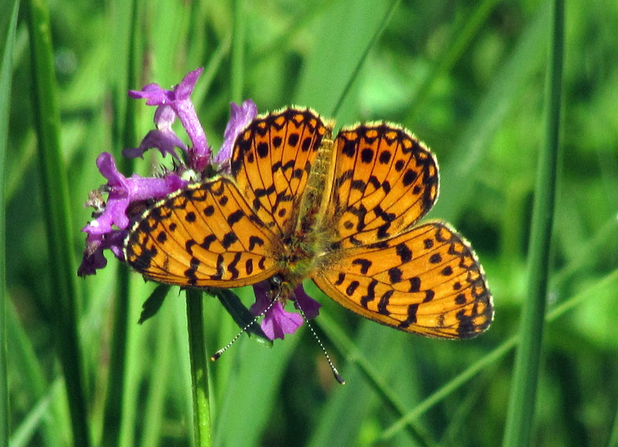 Boloria selene - fakó gyöngyházlepke