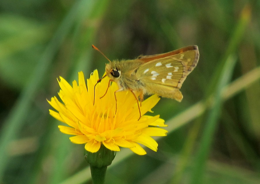 Hesperia comma - vesszős busalepke