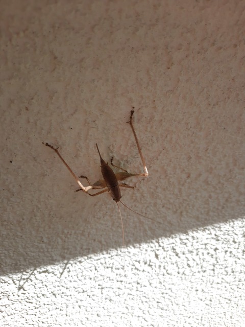 Rhacocleis annulata