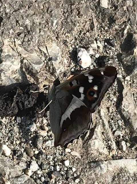 Apatura iris - nagy színjátszólepke