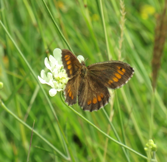 Arethusana arethusa - közönséges szemeslepke