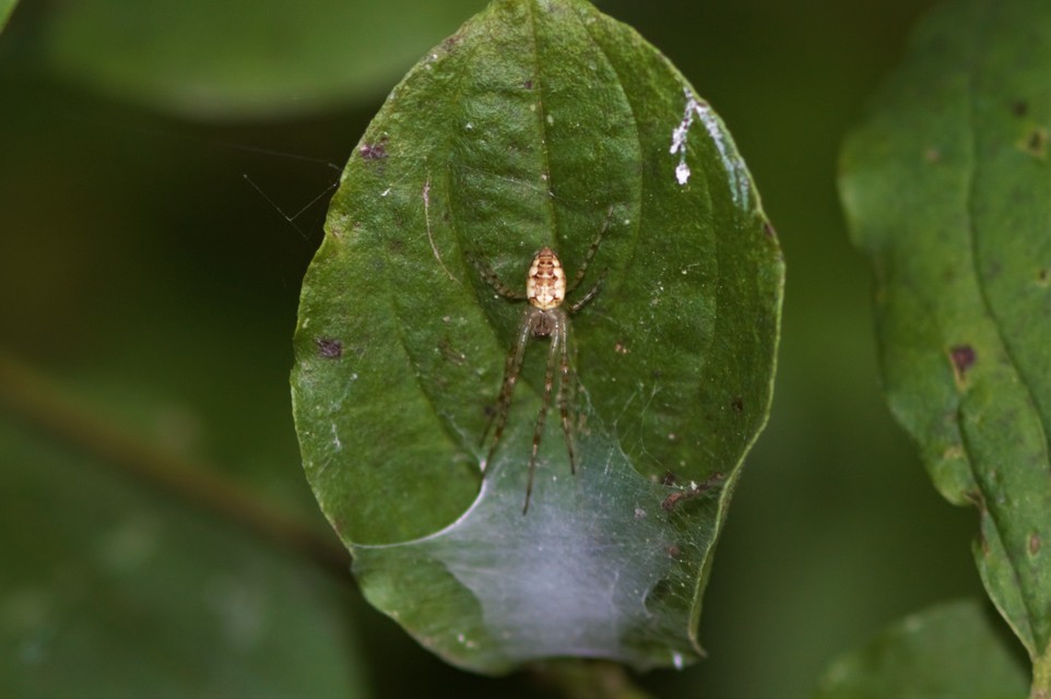 Metellina segmentata/mengei