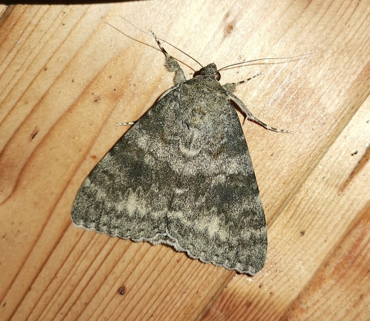 Catocala elocata - közönséges övesbagoly