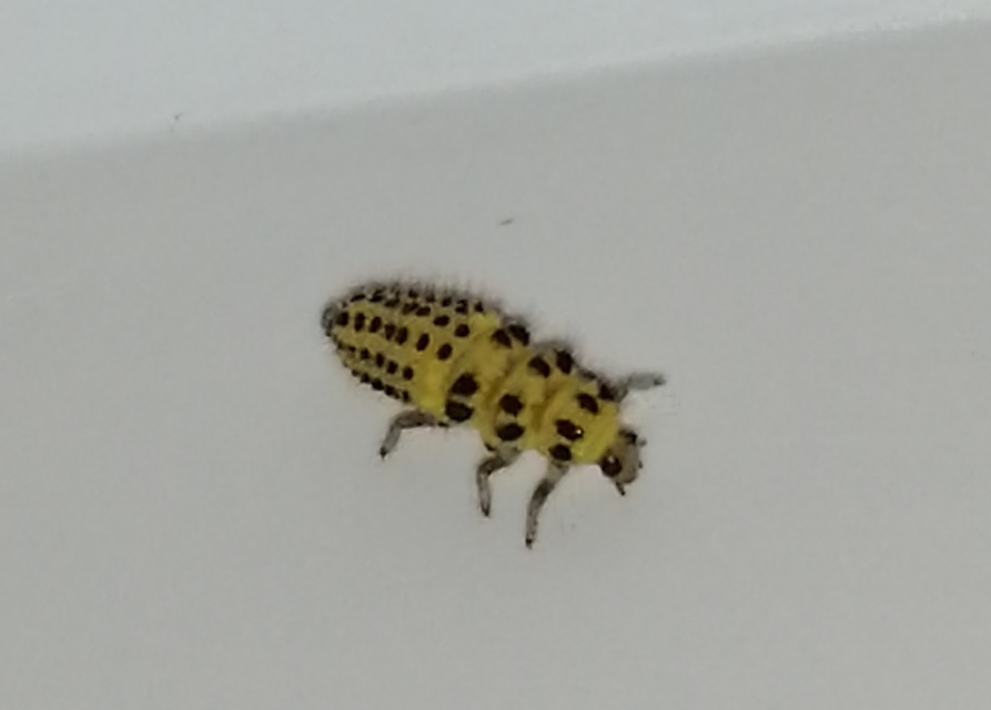 Psyllobora vigintiduopunctata - huszonkétpettyes katica