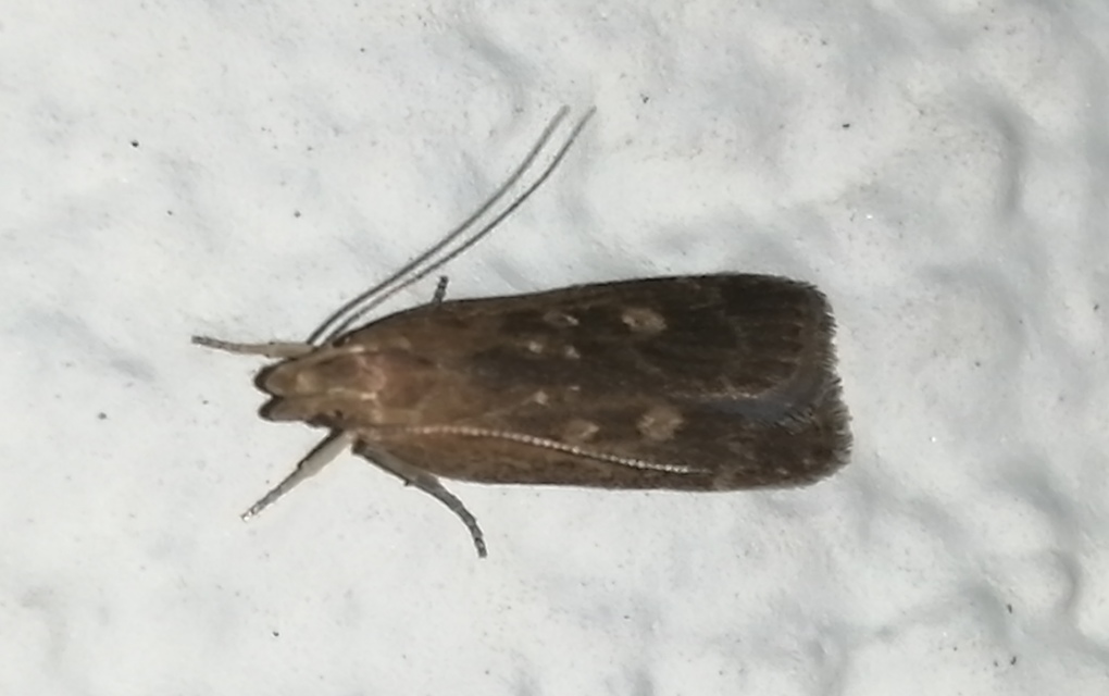 Helcystogramma triannulella - szuláksodró lápimoly
