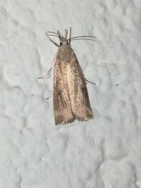 Calamotropha paludella - barna nádlevélmoly