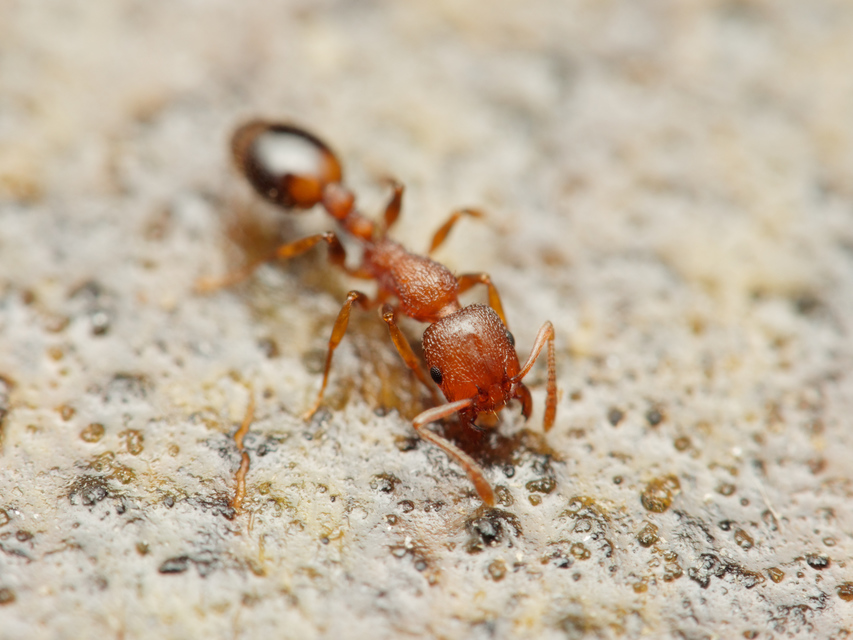 Temnothorax clypeatus - rozsdás kéreghangya