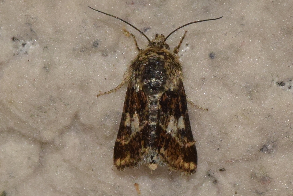 Schinia cognata - nyúlparéj-nappalibagoly