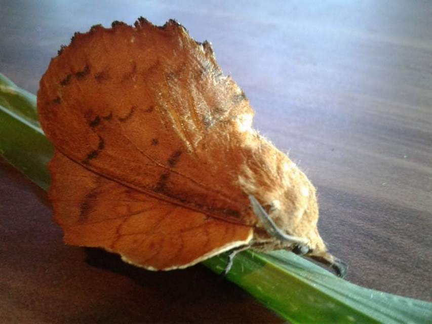 Gastropacha quercifolia - tölgylevélpohók