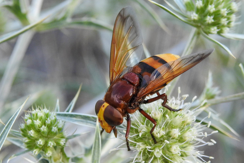 Volucella zonaria - kétöves pihelégy