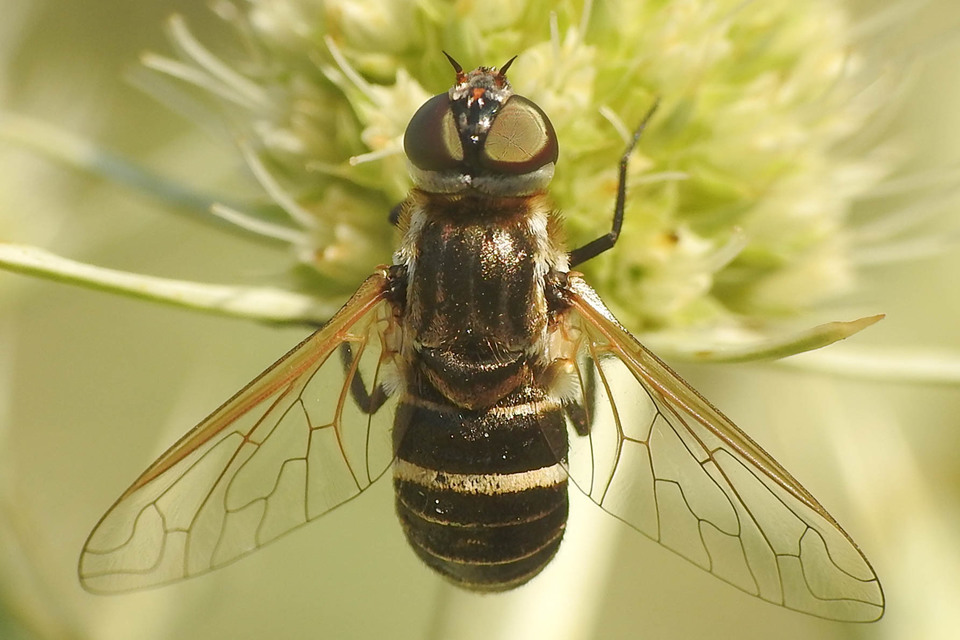 Micomitra