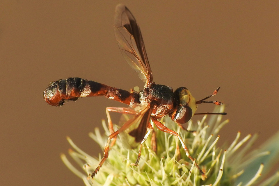 Physocephala