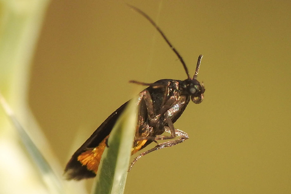 Scythris sinensis - aranyfarú zöldmoly