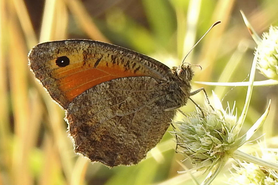 Arethusana arethusa - közönséges szemeslepke