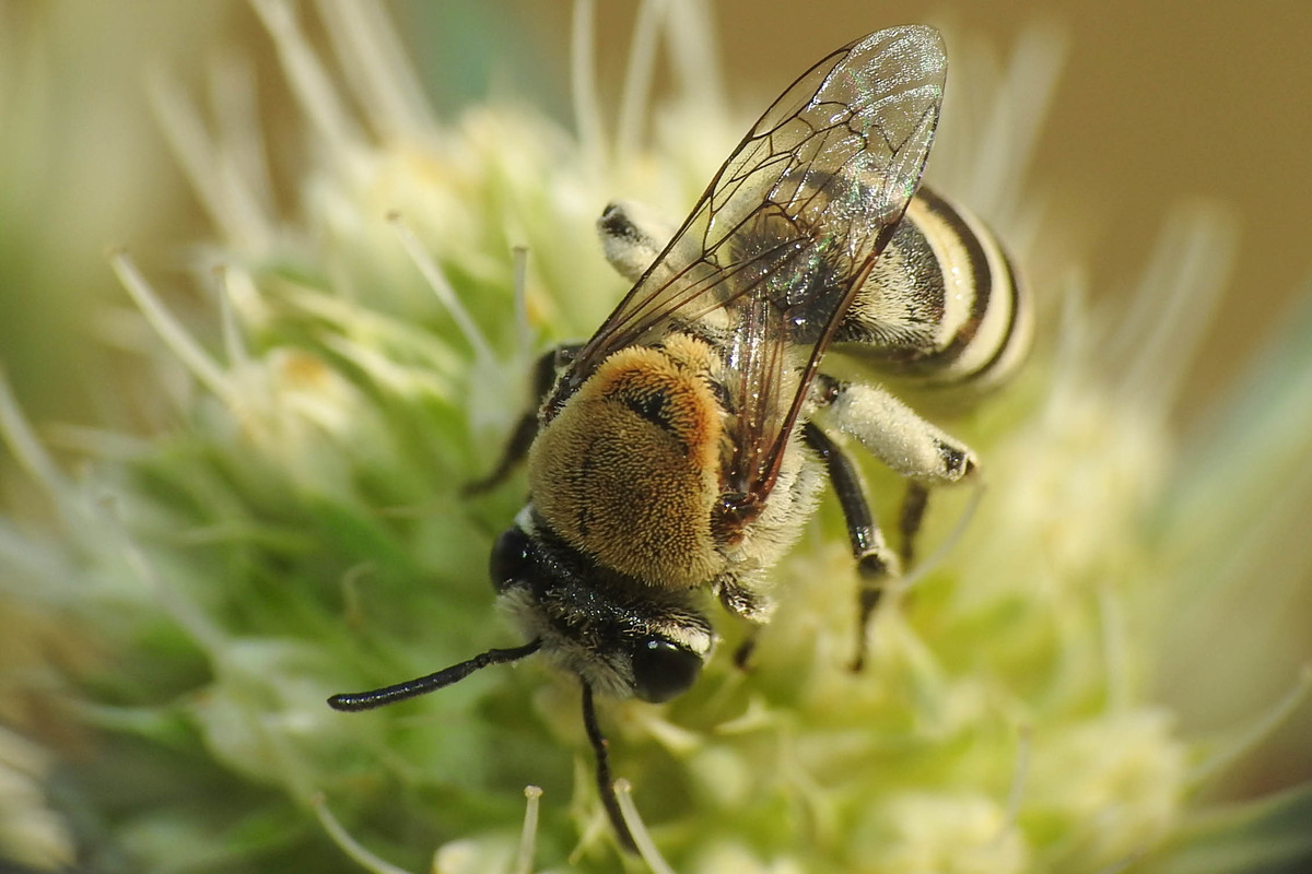 Colletes hylaeiformis