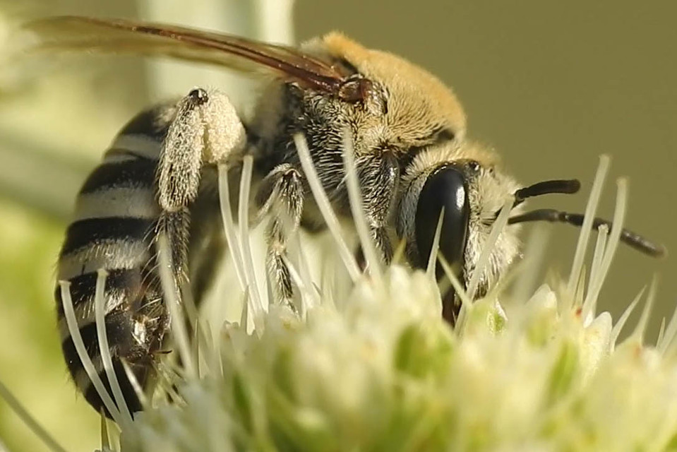 Colletes hylaeiformis