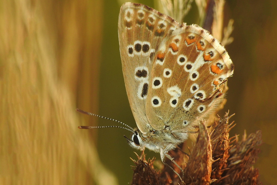 Polyommatus coridon - ezüstkék boglárka
