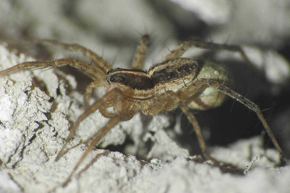 Pardosa agrestis - pusztai farkaspók