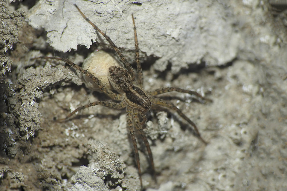 Pardosa agrestis - pusztai farkaspók