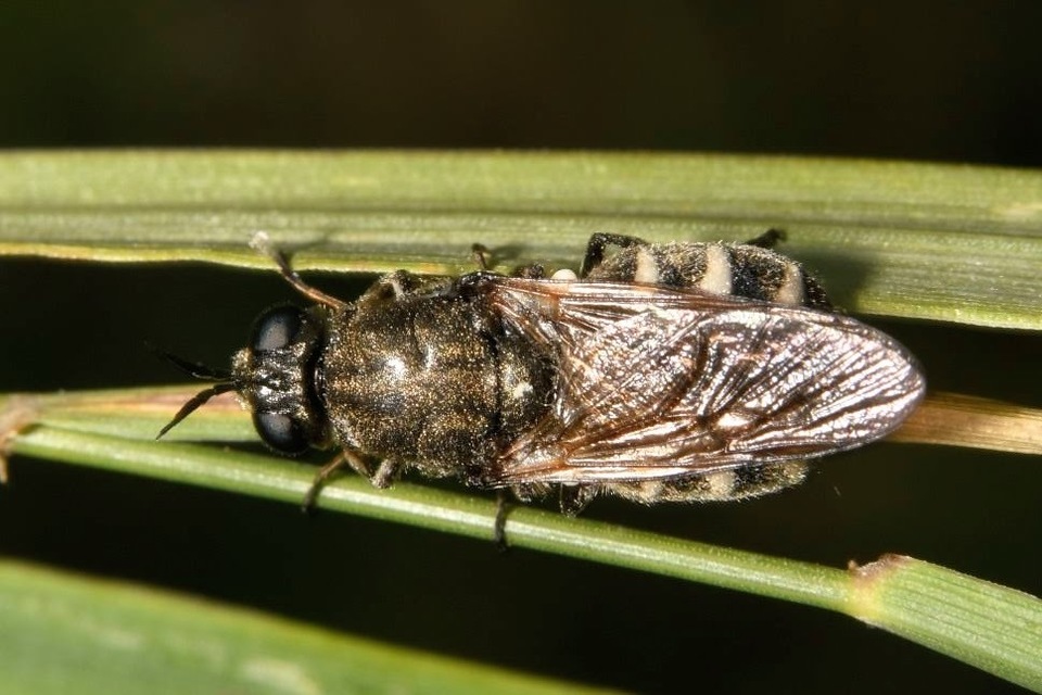 Lasiopa villosa - borzas zömöklégy