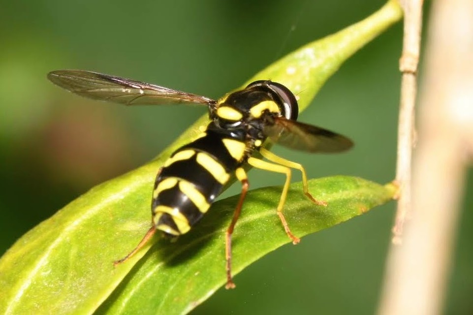Xanthogramma pedissequum - gyakori oldalsávoslégy