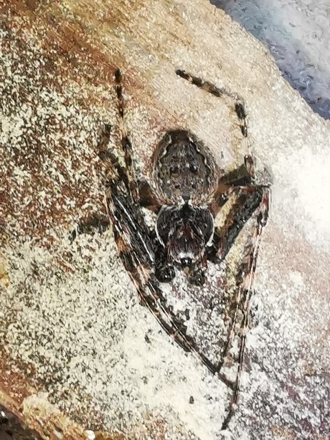 Nuctenea umbratica - közönséges rés-keresztespók