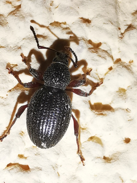 Otiorhynchus ovatus - apró gyalogormányos