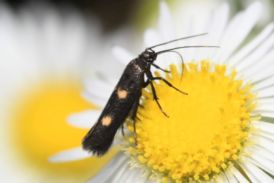 Parascythris muelleri - kétpettyes zöldmoly