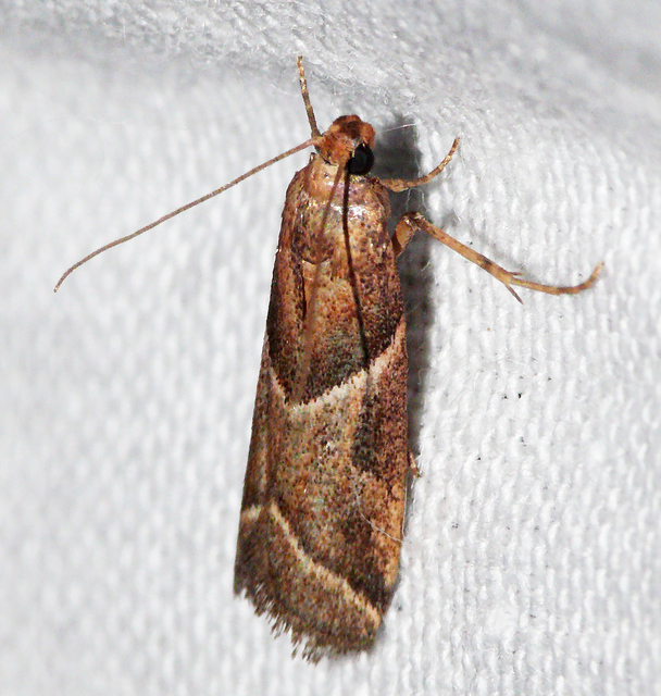 Nyctegretis lineana - agátszínű karcsúmoly