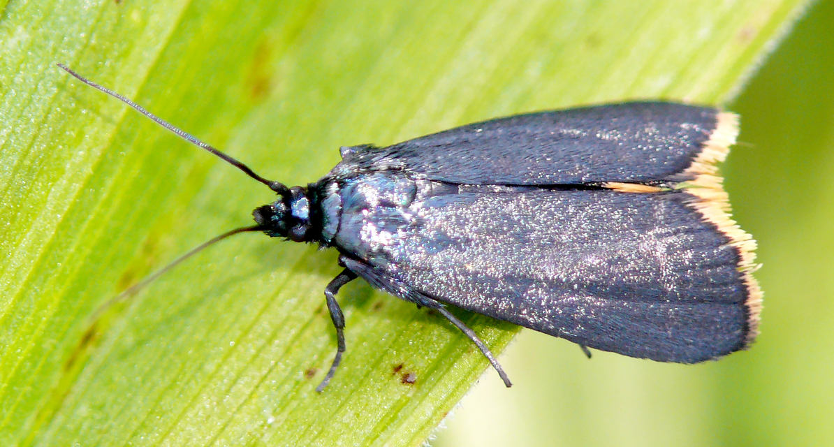 Catastia marginea - fekete karcsúmoly