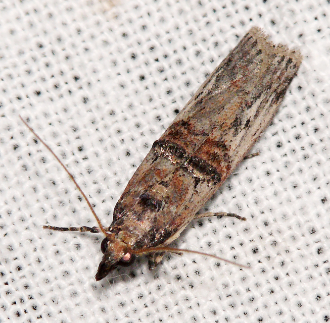 Nephopterix angustella - kecskerágó-karcsúmoly