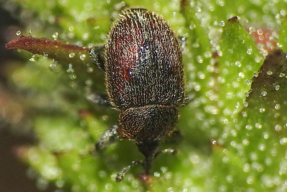 Rhinusa tetra - magtoklakó ökörfarkkóró-ormányos
