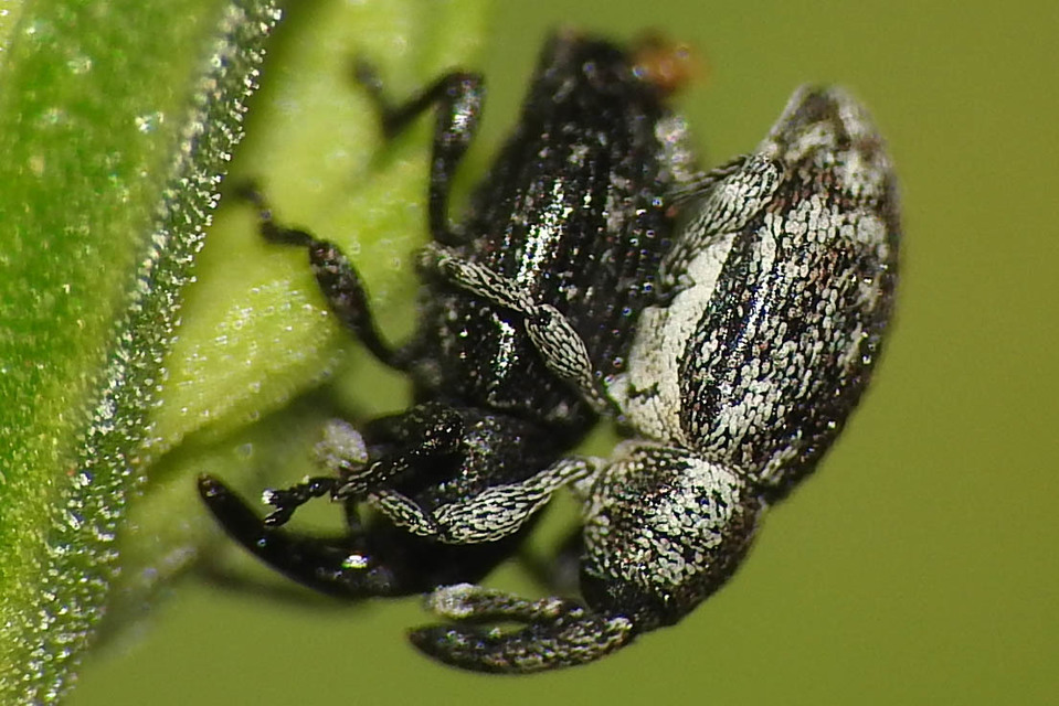 Smicronyx