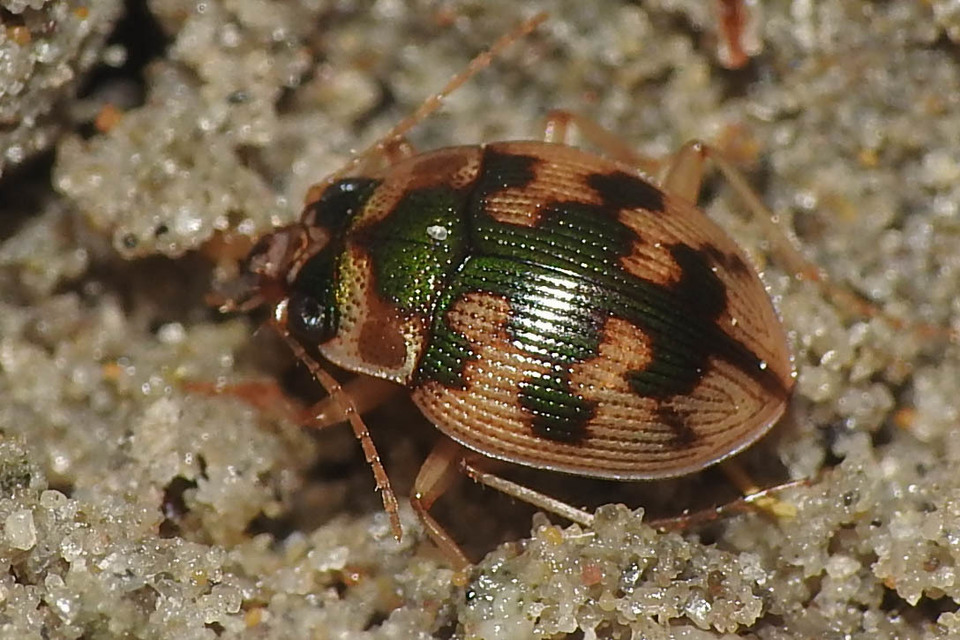 Omophron limbatum - gömböcfutó