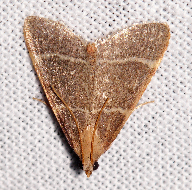 Hypsopygia glaucinalis - rezes fényilonca