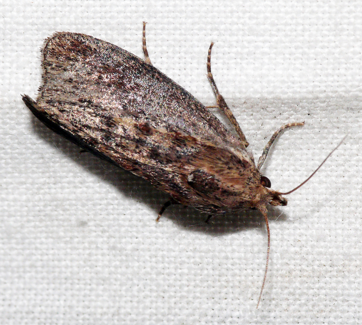 Galleria mellonella - nagy viaszmoly
