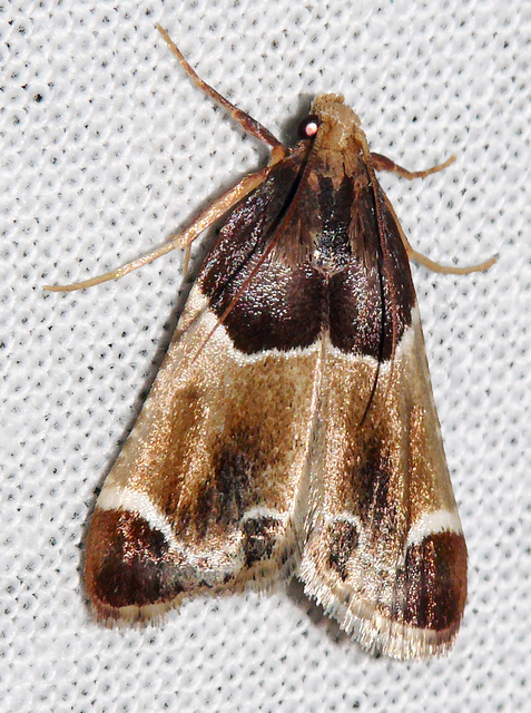 Pyralis farinalis - lisztilonca