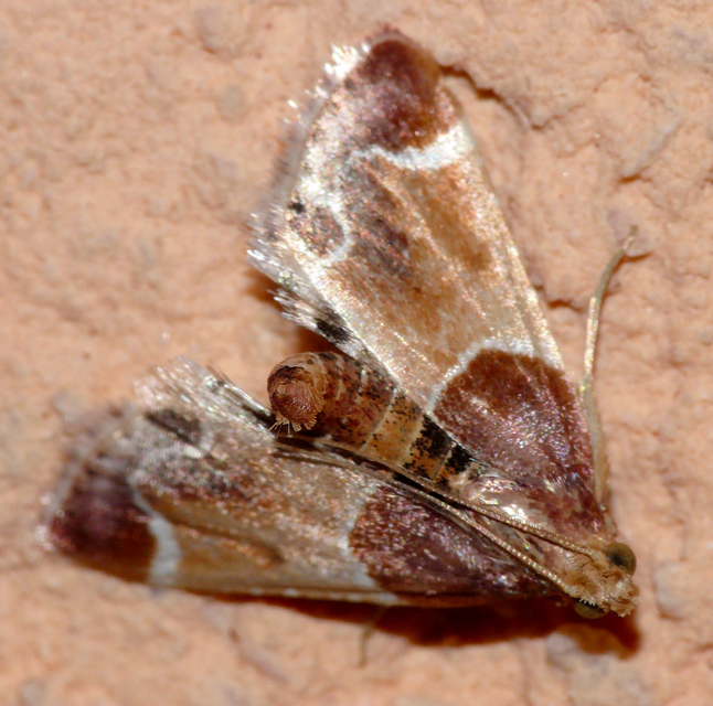 Pyralis farinalis - lisztilonca