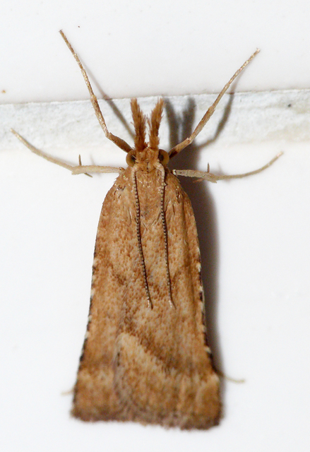 Synaphe punctalis - hosszúlábú fényilonca
