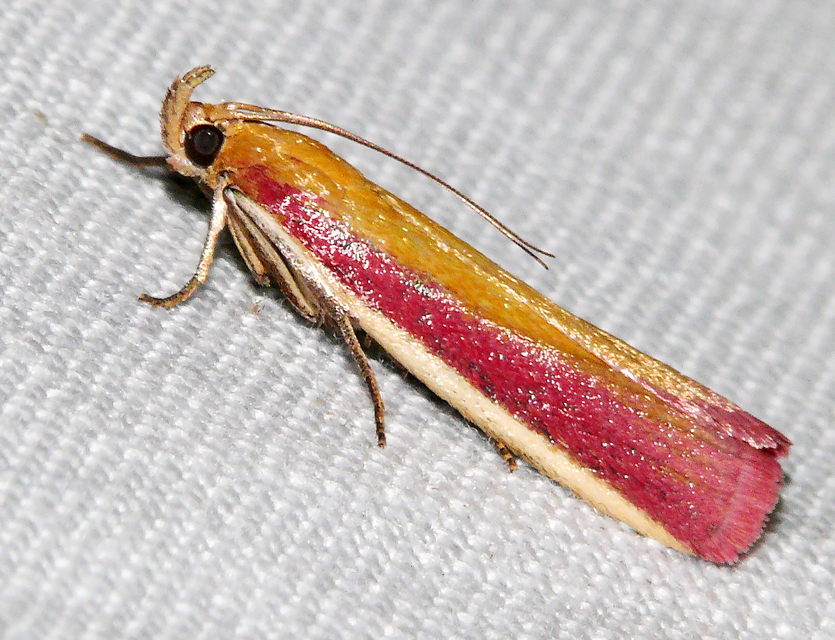 Oncocera semirubella - lucernamoly