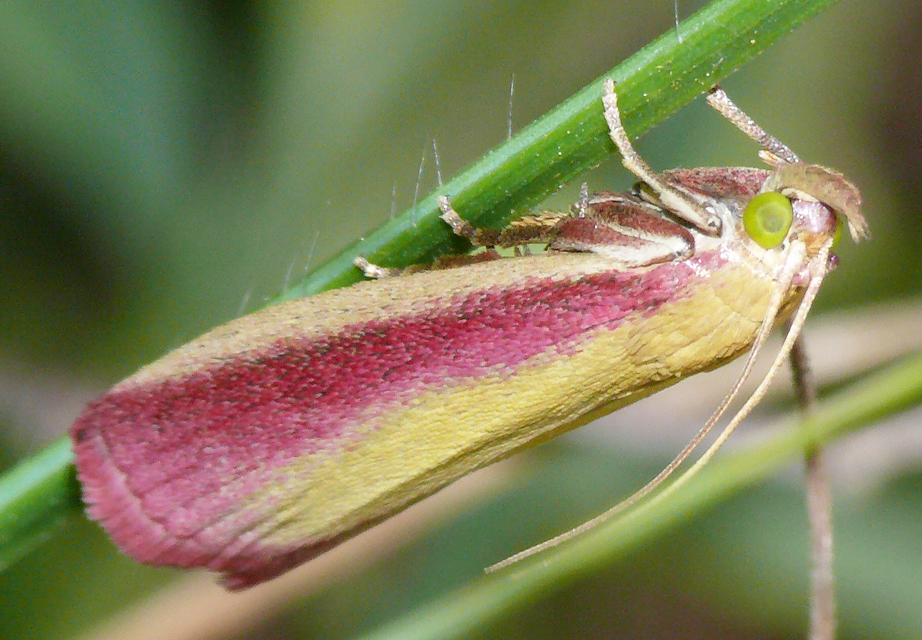 Oncocera semirubella - lucernamoly