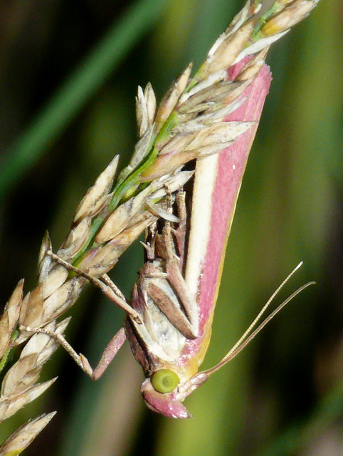 Oncocera semirubella - lucernamoly