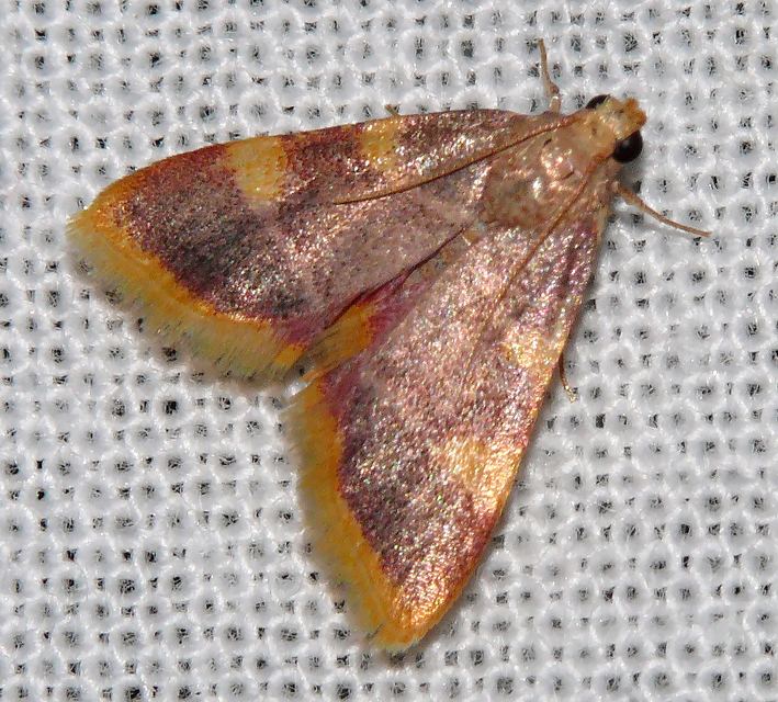 Hypsopygia costalis - szénailonca