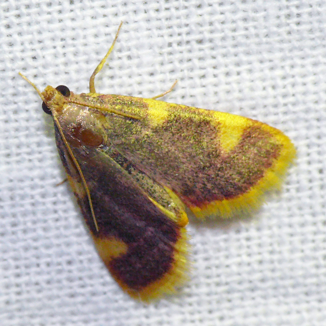 Hypsopygia costalis - szénailonca
