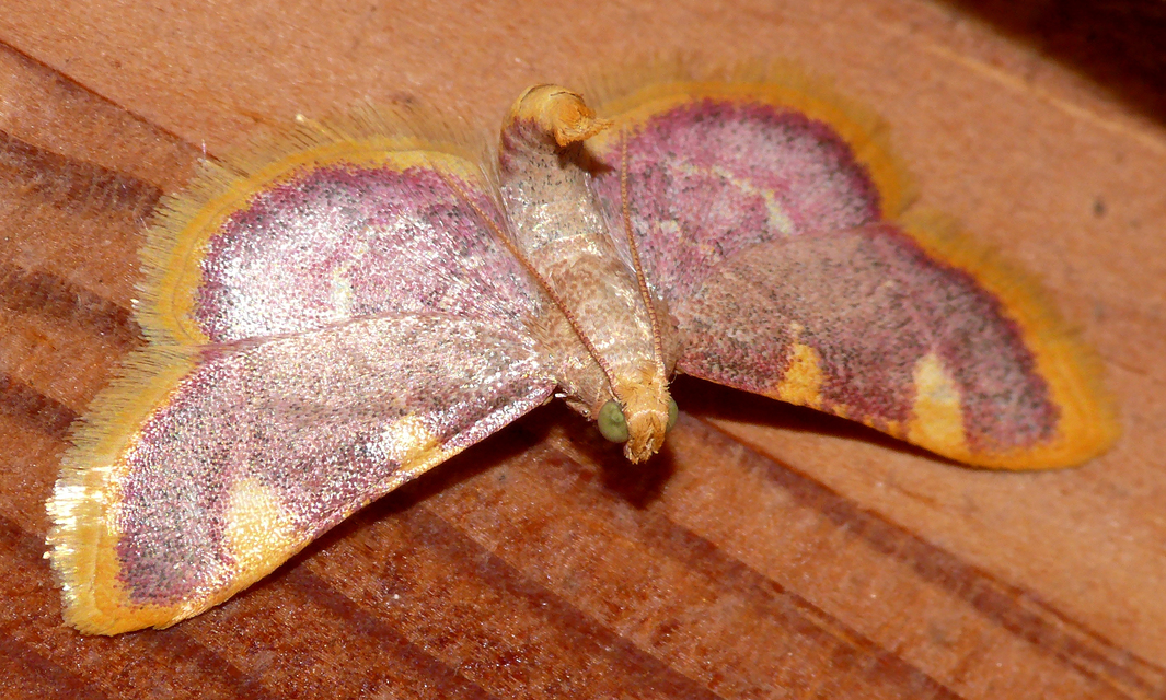 Hypsopygia costalis - szénailonca