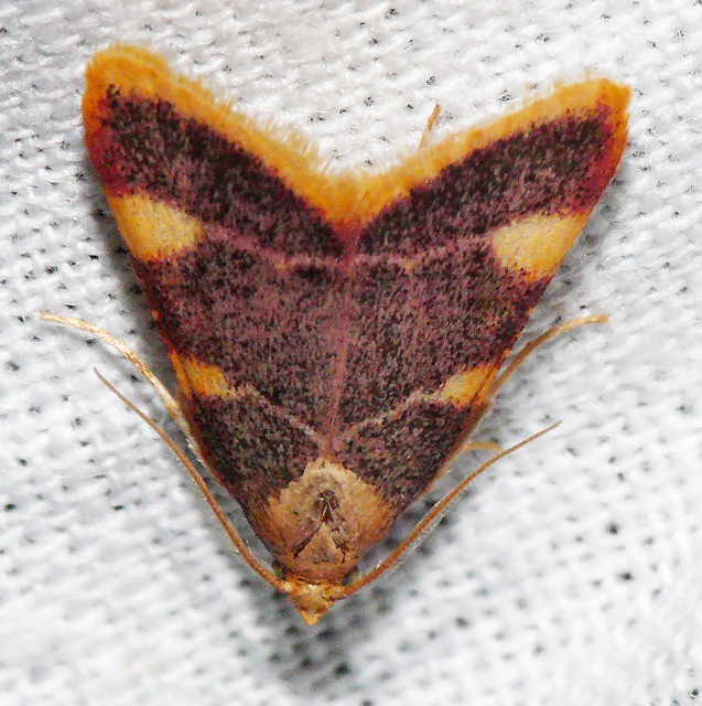 Hypsopygia costalis - szénailonca