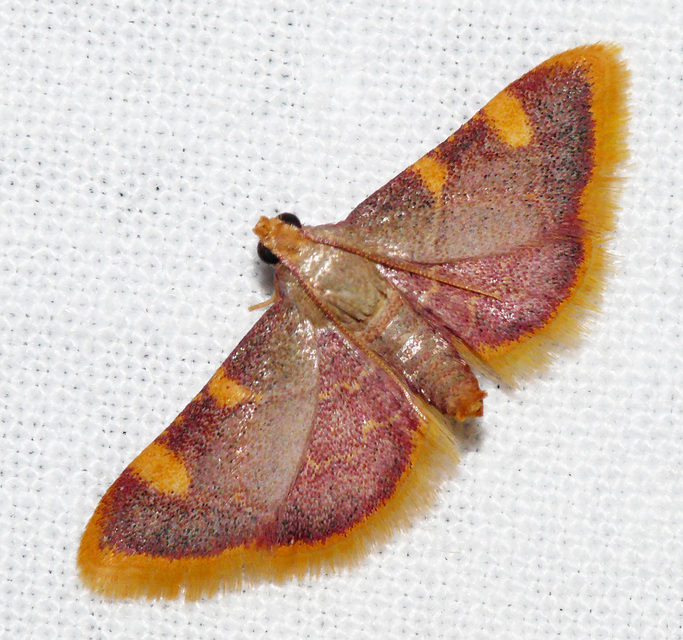 Hypsopygia costalis - szénailonca
