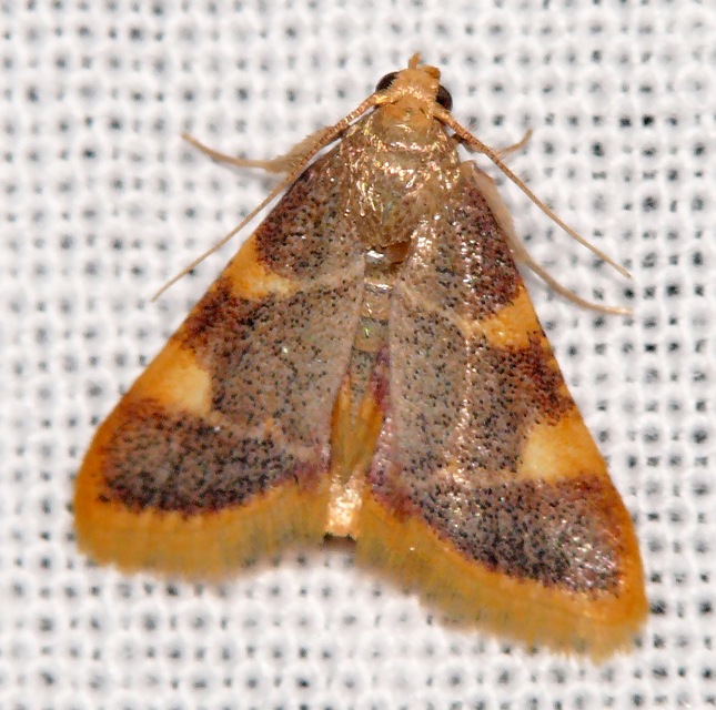 Hypsopygia costalis - szénailonca
