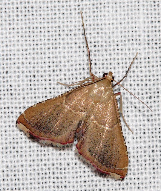Endotricha flammealis - tüzesszárnyú fényilonca